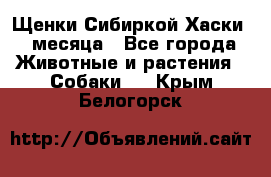 Щенки Сибиркой Хаски 2 месяца - Все города Животные и растения » Собаки   . Крым,Белогорск